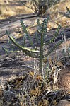 Euphorbia petraea PV2697 Sololo to Makutani GPS176 Kenya 2014_1163.jpg